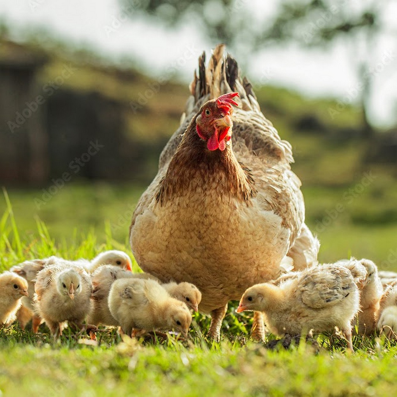 Ferme Rocher Branlant, Largeasse - photo 2
