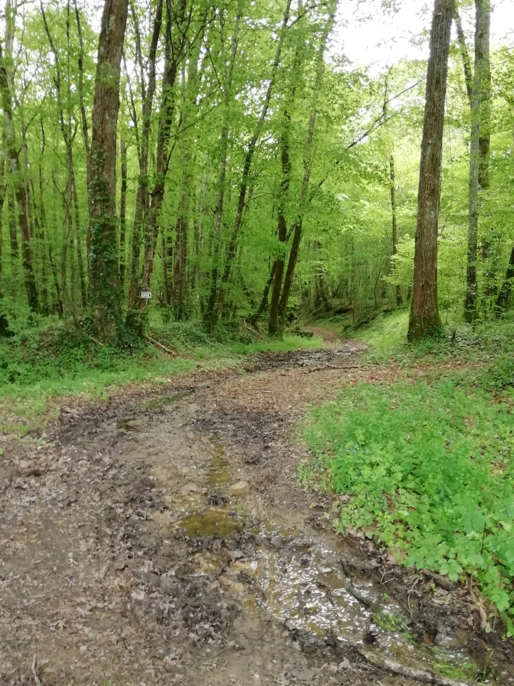 Circuit VTT 1 - La Forêt de Caussegros, Lauzun - photo 3