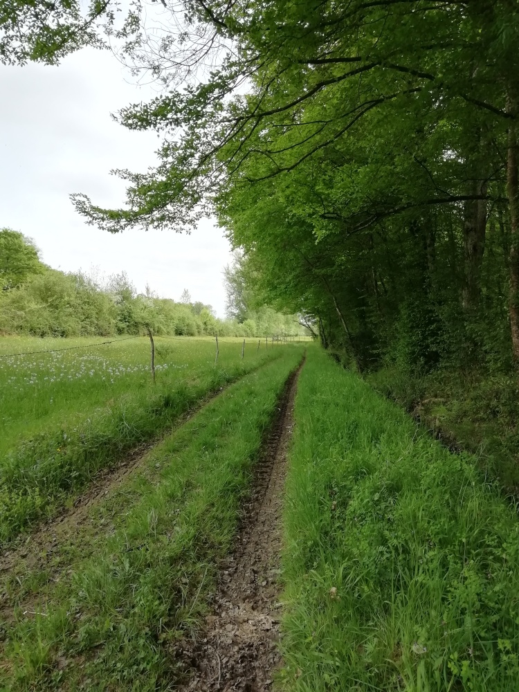 Circuit VTT 1 - La Forêt de Caussegros, Lauzun - photo 7