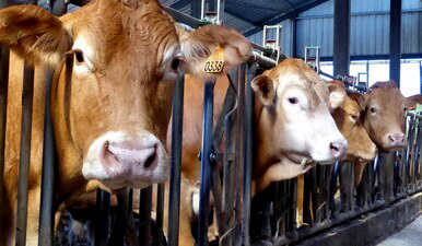 Ferme bovins Lavaud Pacaud — photo 2