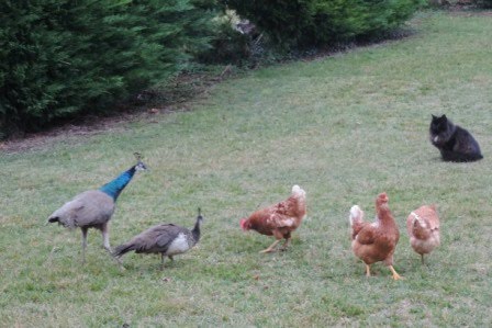 "Le Jardin des Paons" Béatrice et Roland BARGOZZA - photo 5