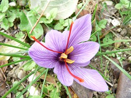 Chambres et table d'hôtes Le Chintre, Lalandusse - photo 5