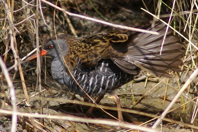 Marais des Brizards, Les Billaux - photo 2