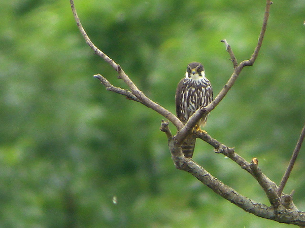 Vallée de la Dordogne - Cingle de Trémolat, Lalinde - photo 4