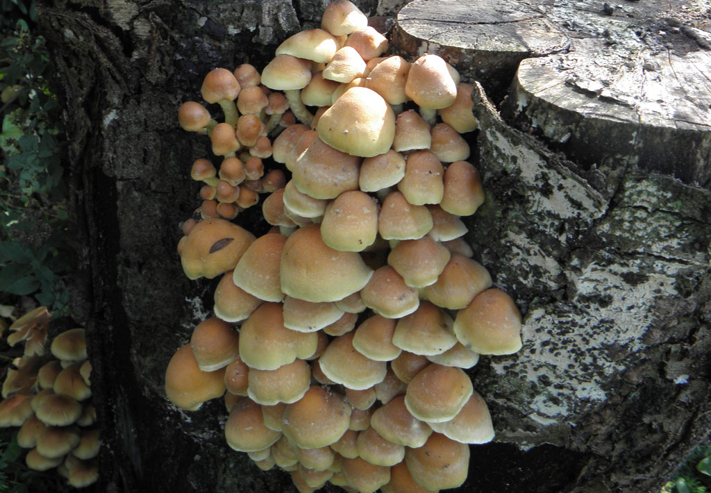 Le Jardin d'Arsac, Saint-Fréjoux - photo 14