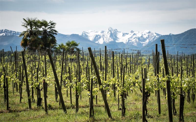 Domaine de Cabarrouy