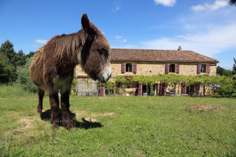 Léone Haute - photo 5