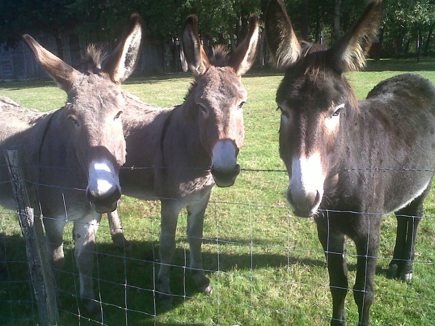 La Réserve - Maison Petit, Église-Neuve-d'Issac - photo 15