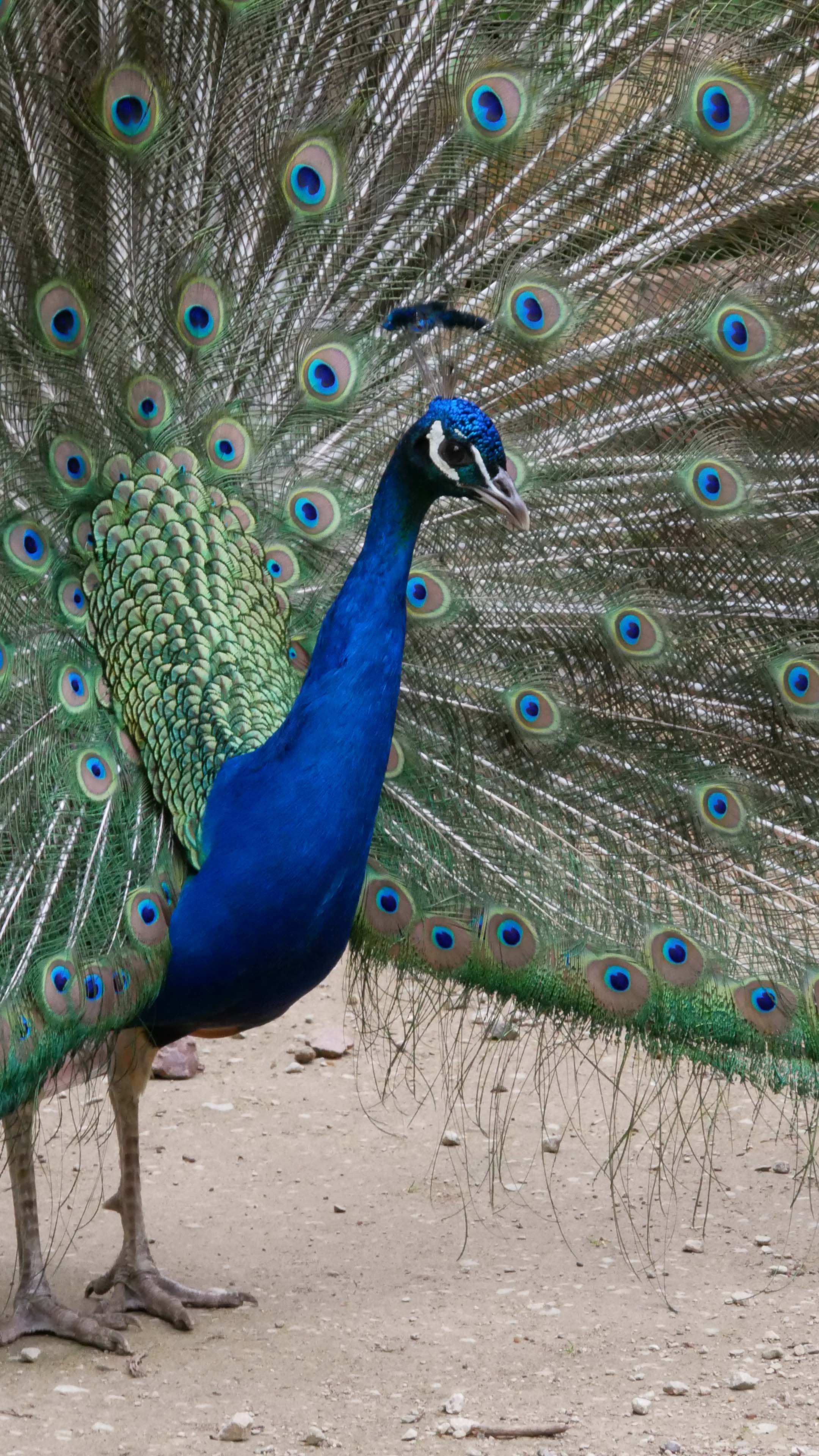 Parc zoologique du Bois de Saint-Pierre