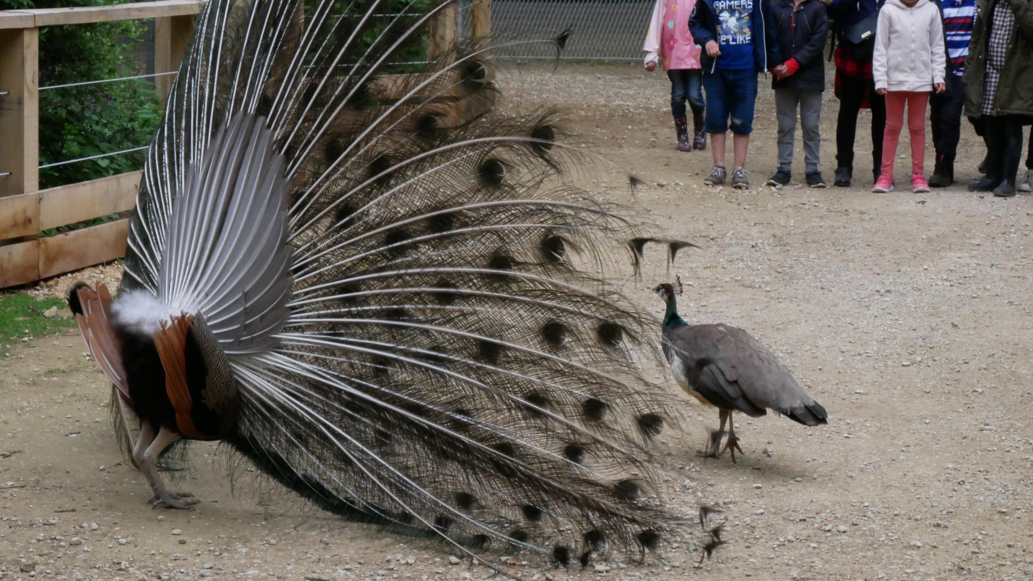Les Bois de Saint-Pierre, Smarves - photo 5