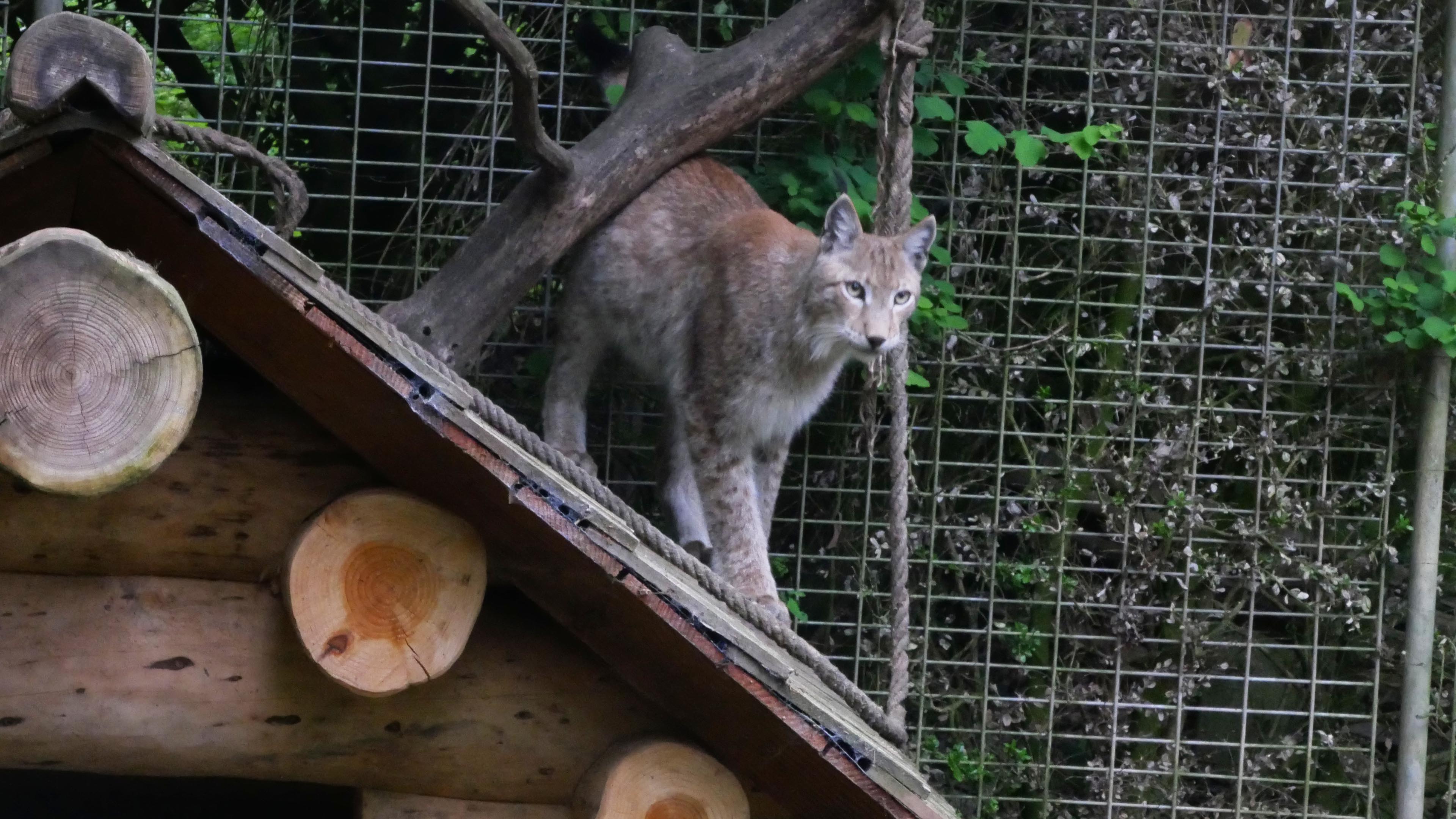 Parc zoologique du Bois de Saint-Pierre, Smarves - photo 2