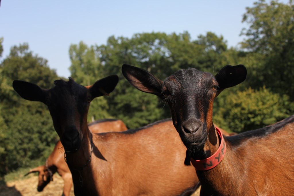 Les chèvres du Prince - photo 2