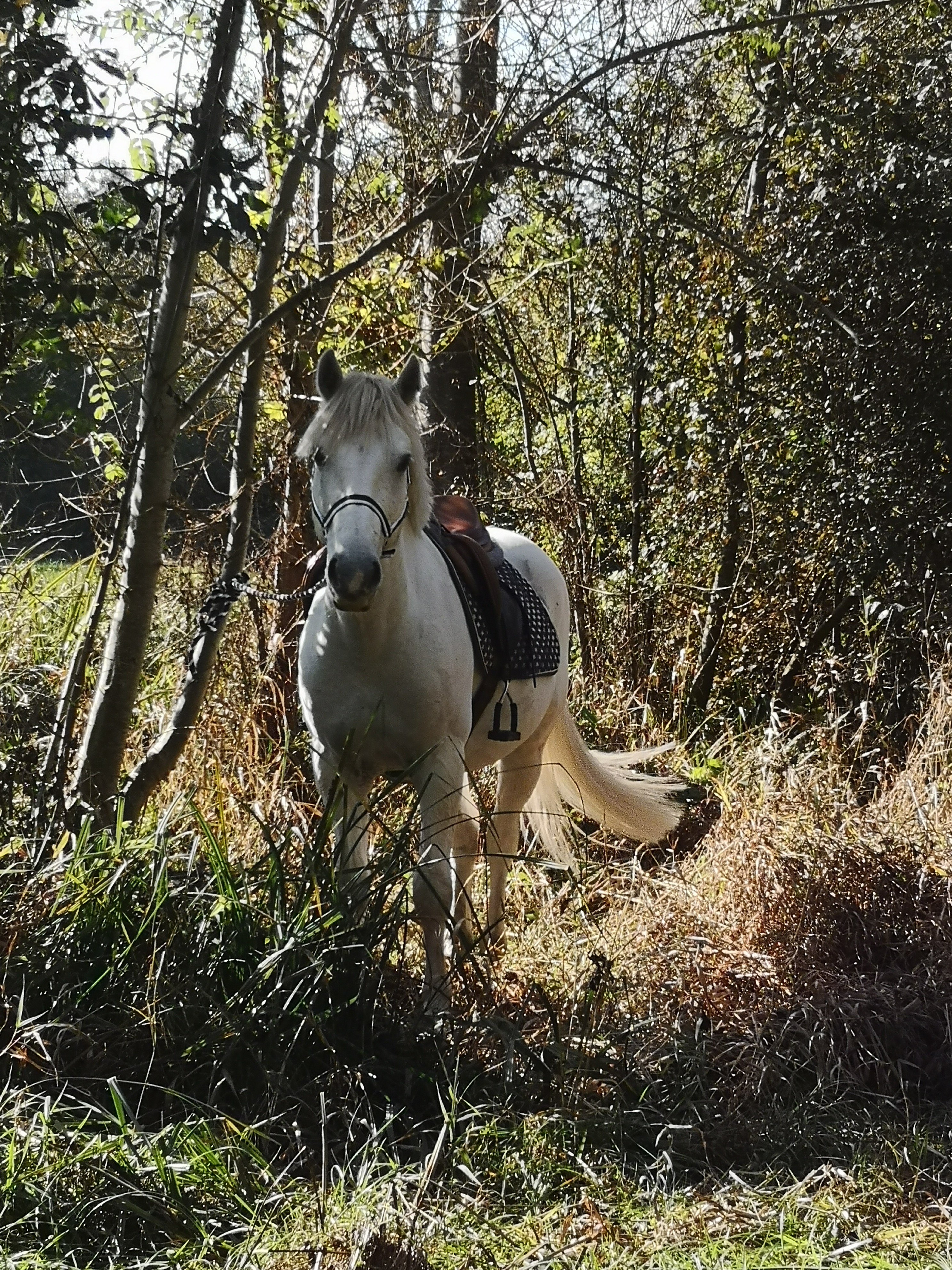 Les Écuries du Moulin de Chaume - photo 5