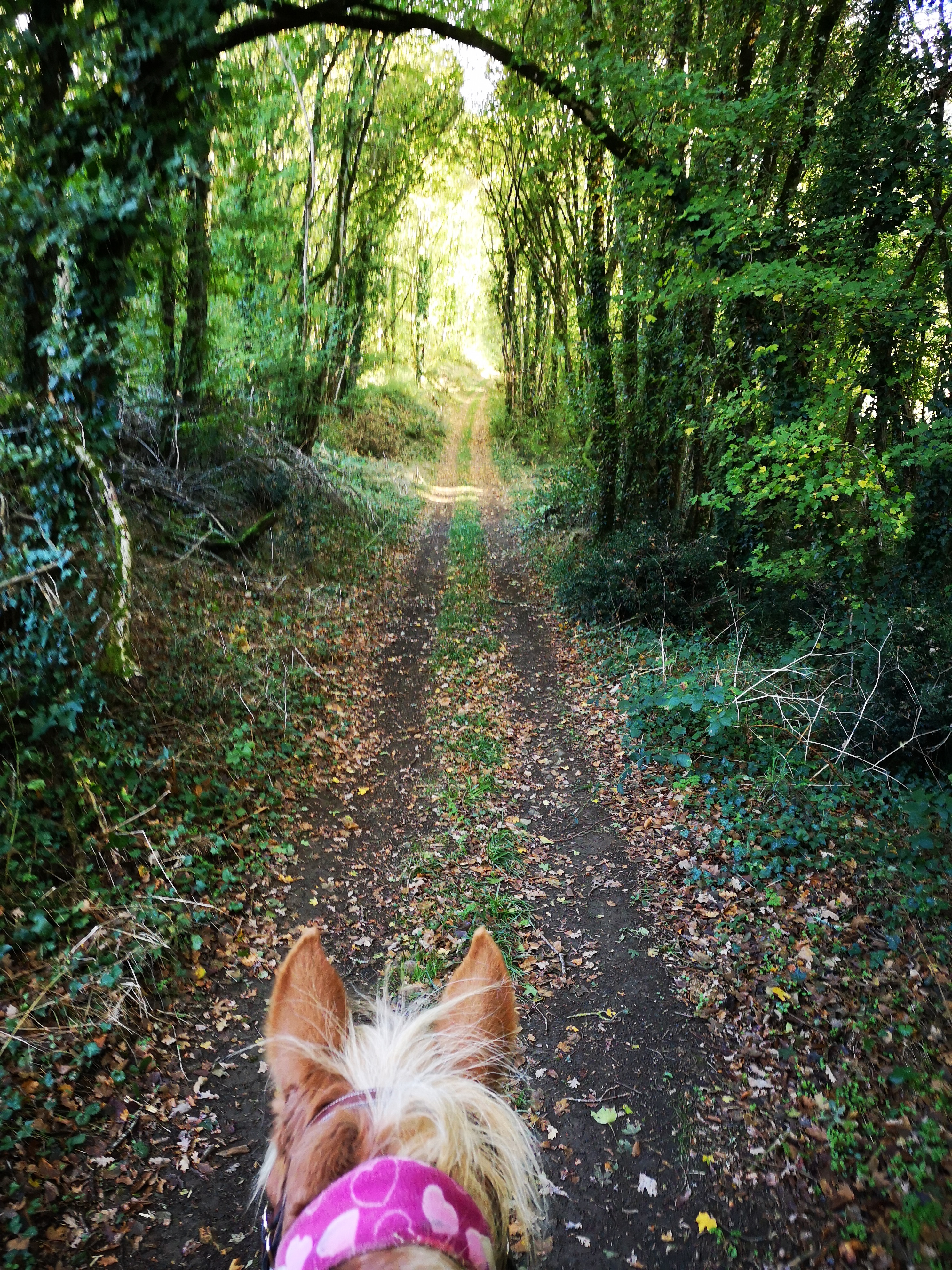 Les Écuries du Moulin de Chaume - photo 4