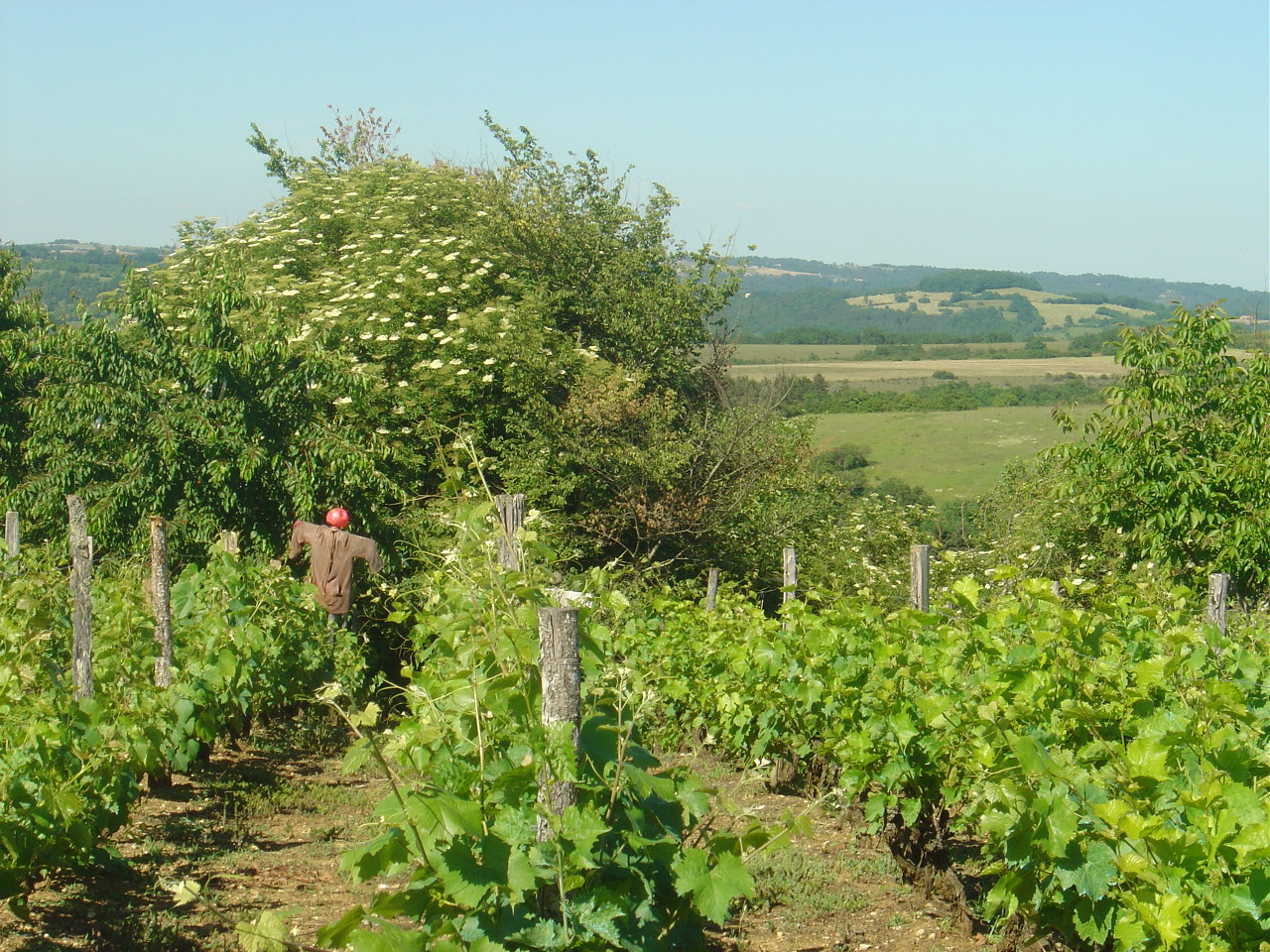 Boucle des Balcons du Sud n° 20 / Les Farges, Les Farges - photo 3