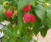 Les Gourmandines