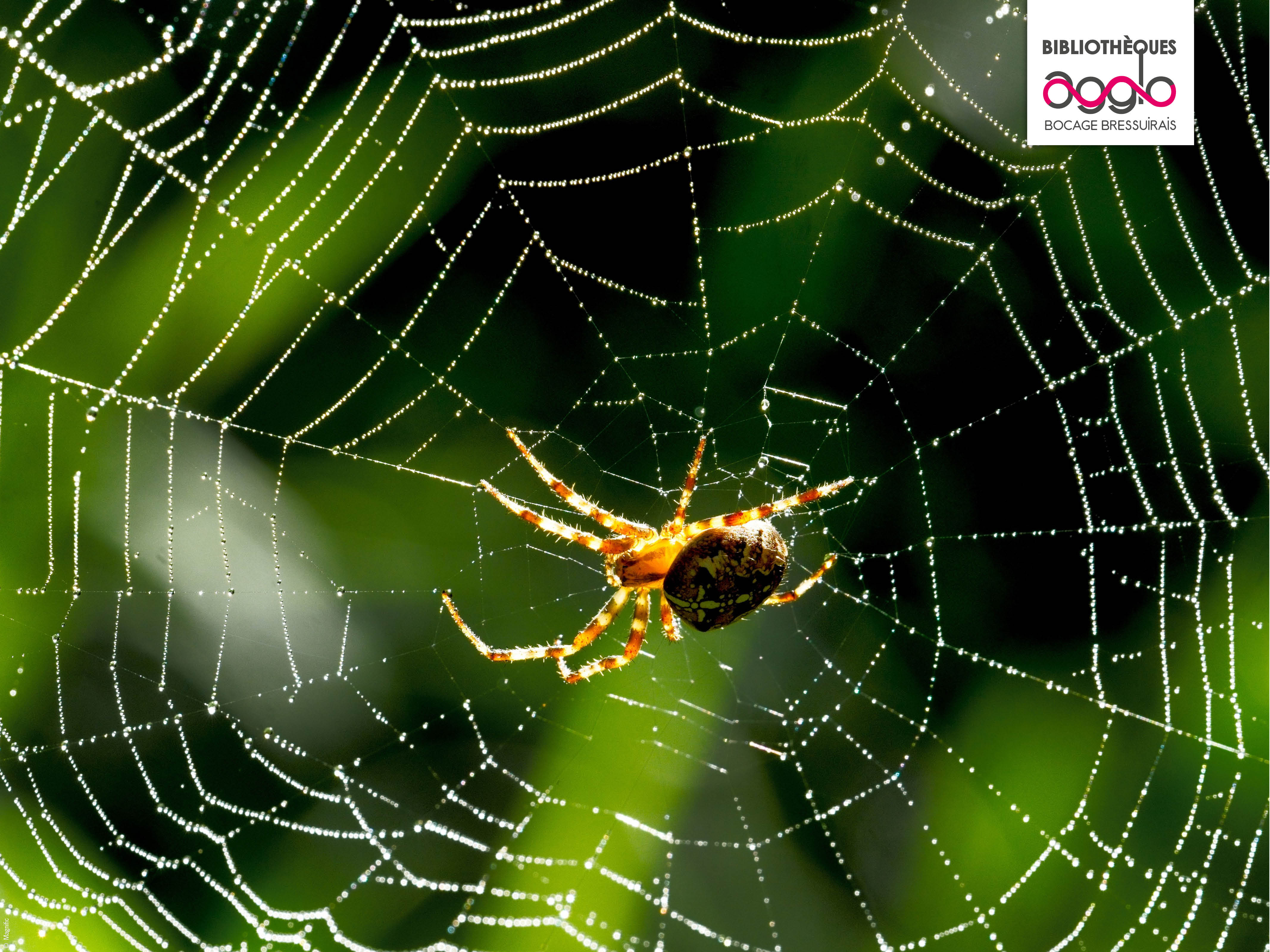 Atelier - Les insectes et leurs super-pouvoirs