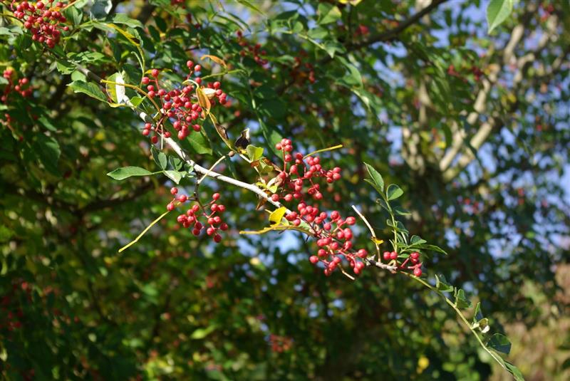 Les jardins du Cot