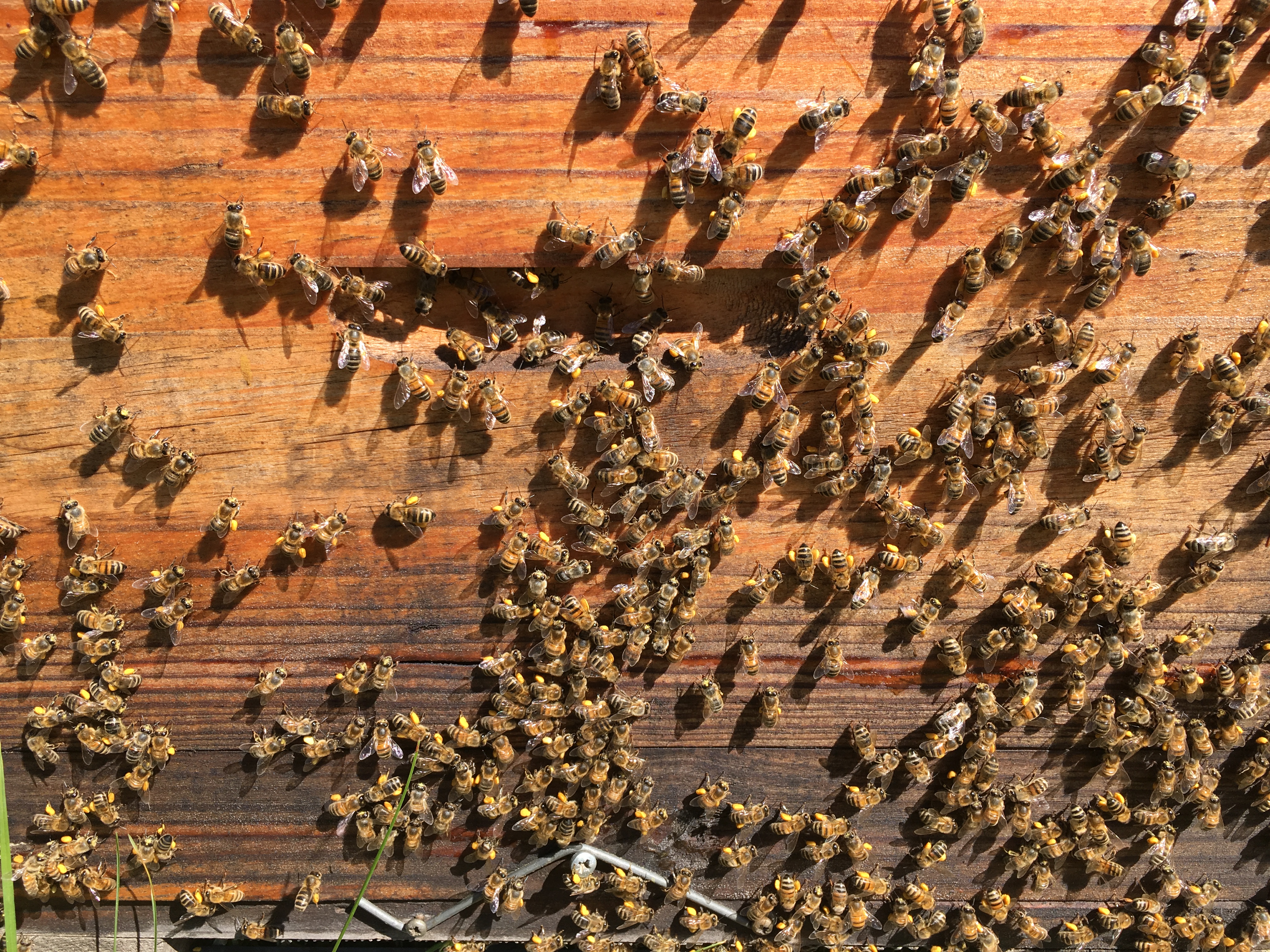 Les Ruchers de St Victor