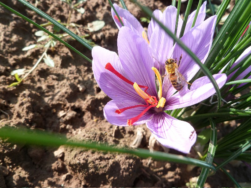 Les Safranelles - photo 5