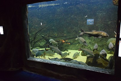 Résidence Les Maisons du Lac Pescalis - Appartements 4 pers. - photo 3