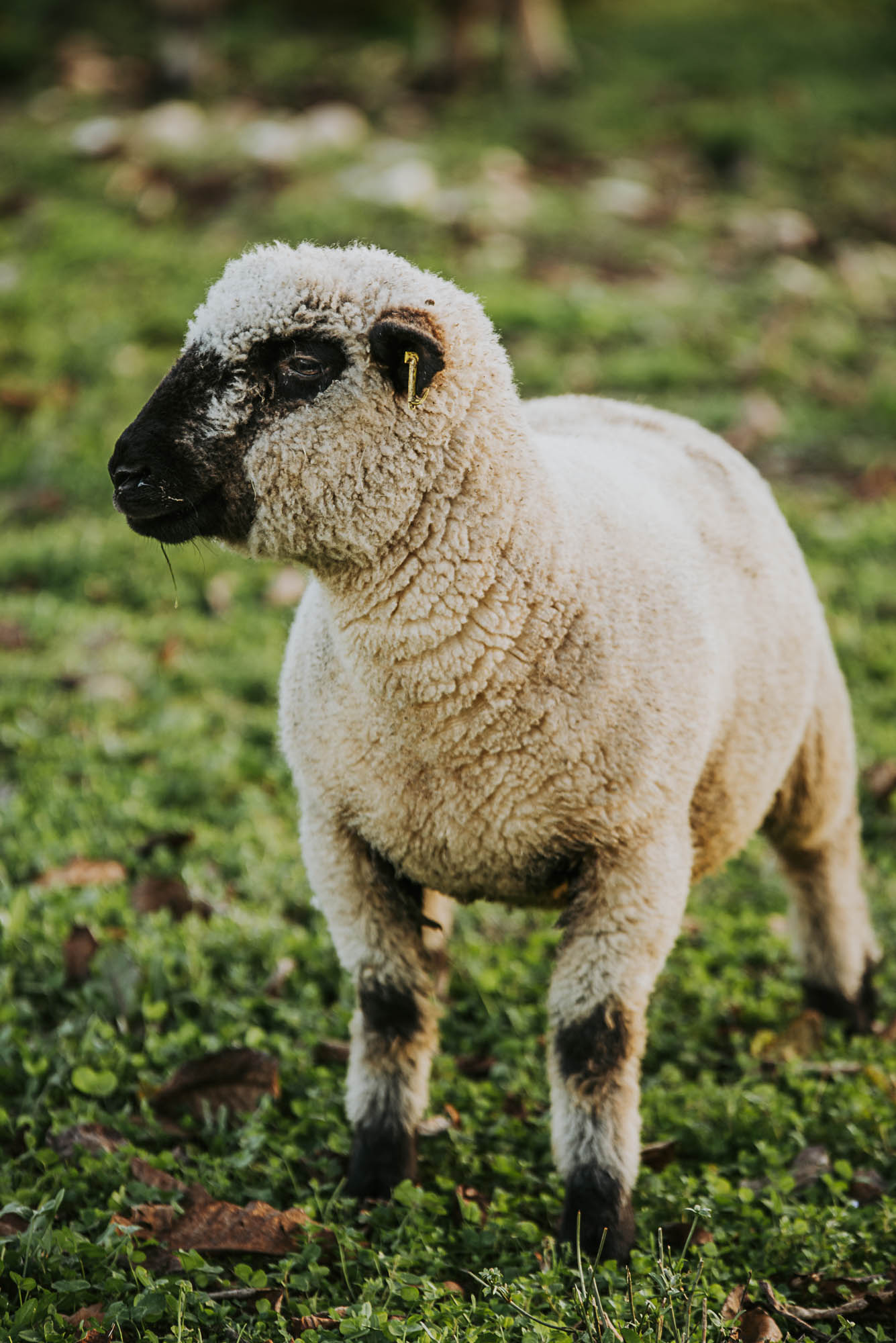 Les Moutons de Fernand / SCEA les Vergers de l'Ecureuil