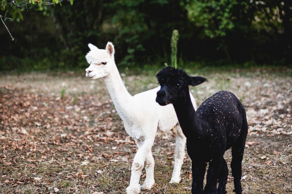 Le Carré Pourpre - Gîte Cyrano, Montcaret - photo 4