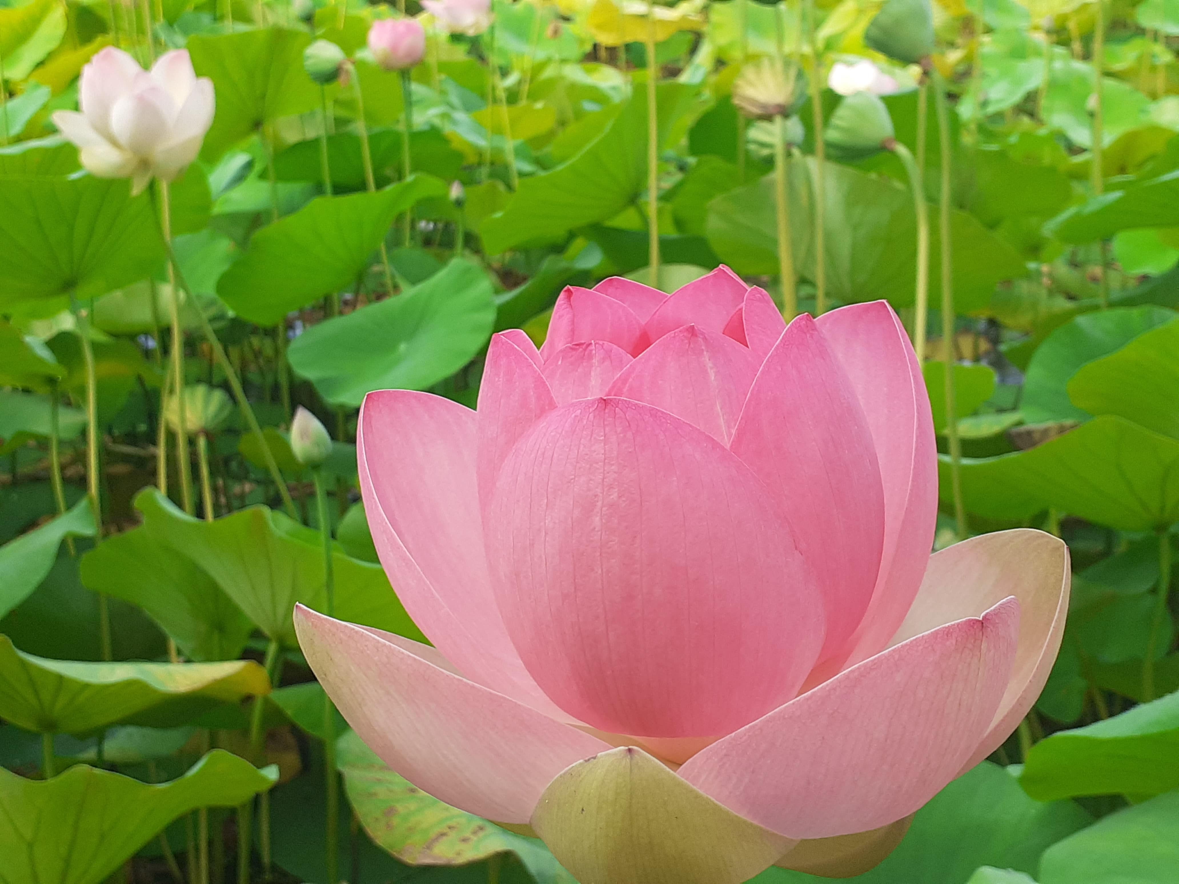 Retraite Yoga & pleine conscience
