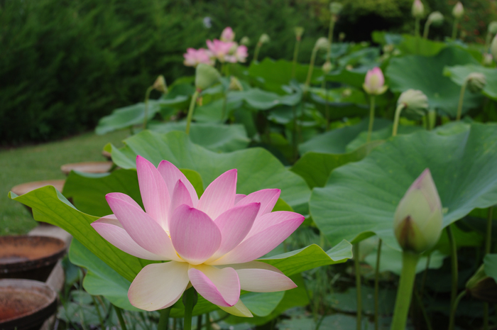 Le Jardin des Nénuphars & la pépinière historique Latour-Marliac, Le Temple-sur-Lot - photo 2