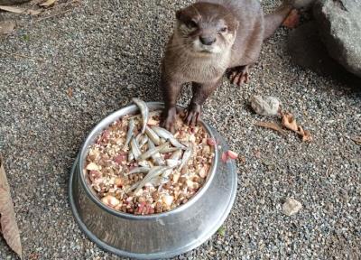 Stage - Mini soigneur