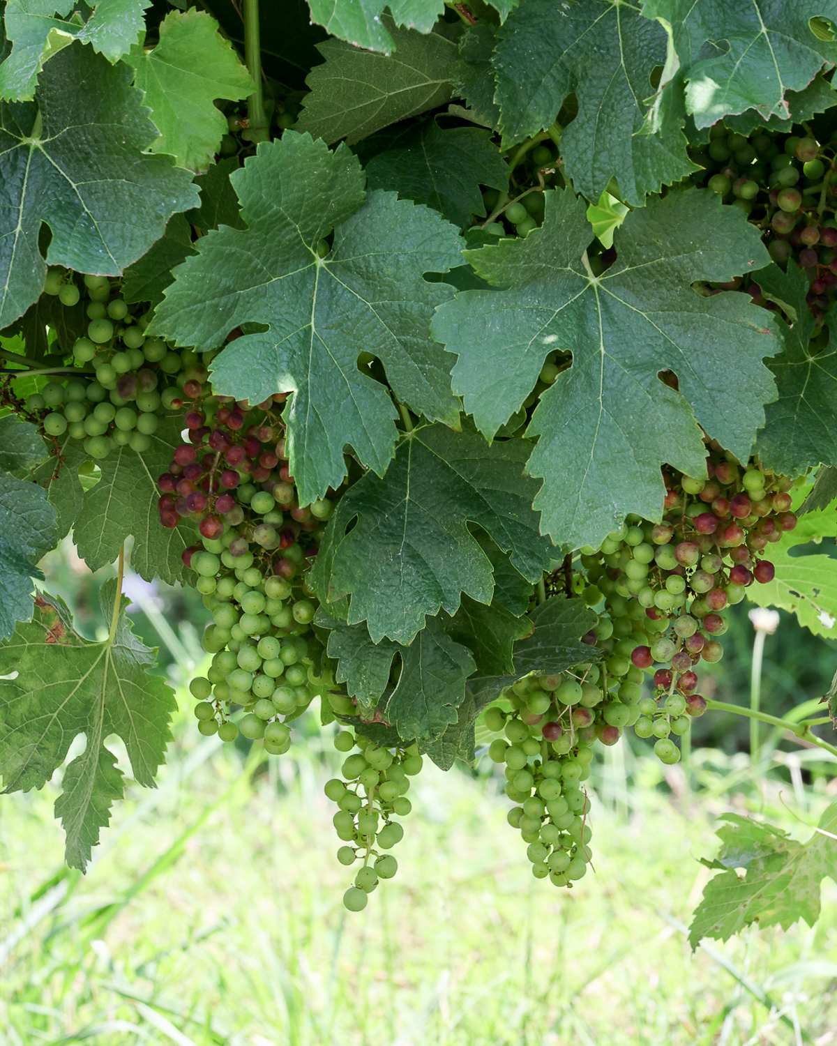 Studio Loubès Bernac, Loubès-Bernac - photo 16