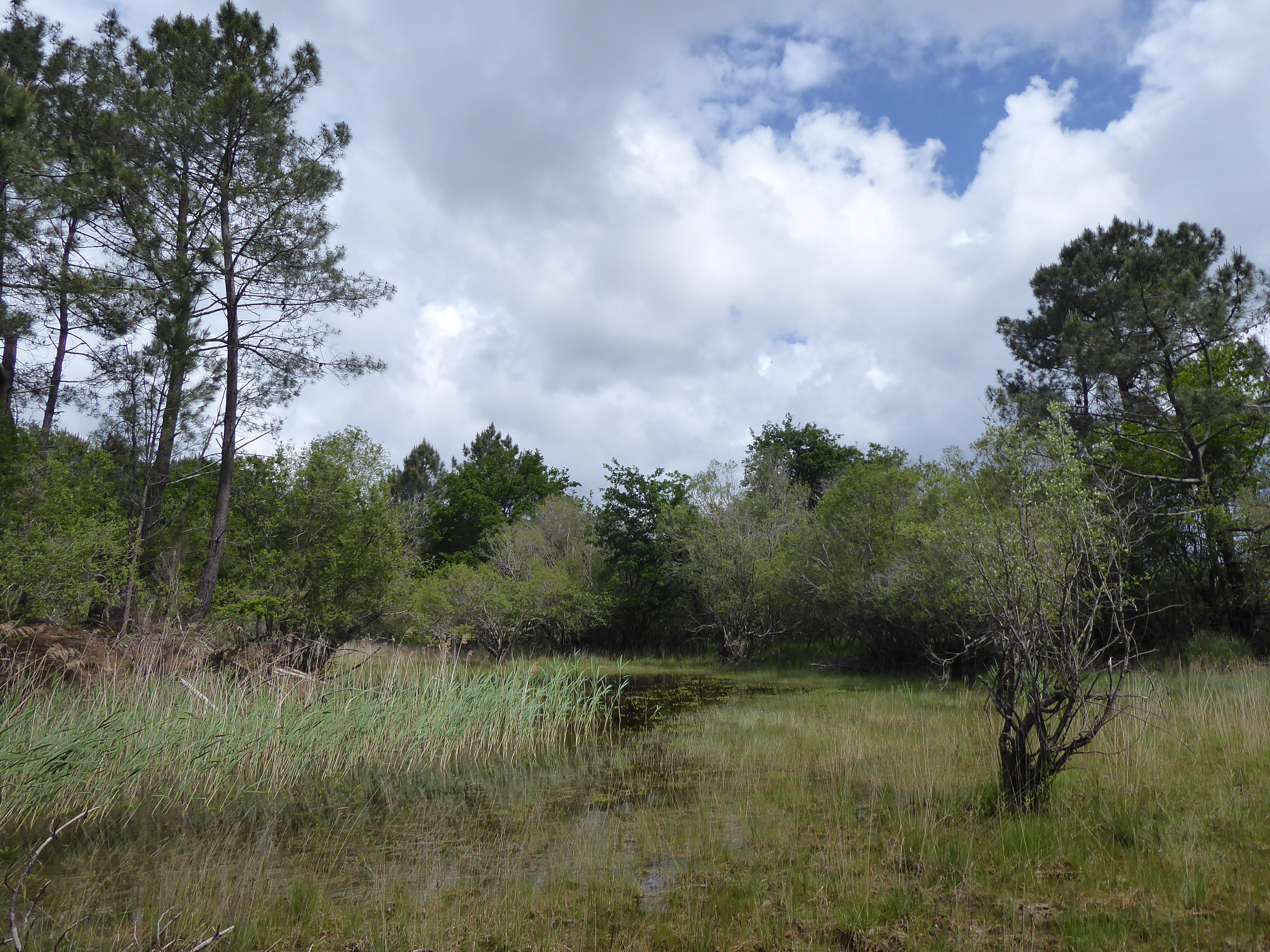 Balade nature : Printemps sur la lagune, Sainte-Eulalie-en-Born - photo 2