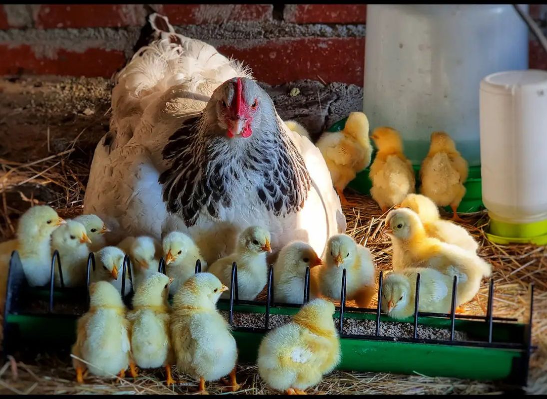 Maisonnette à la ferme, Janailhac - photo 2