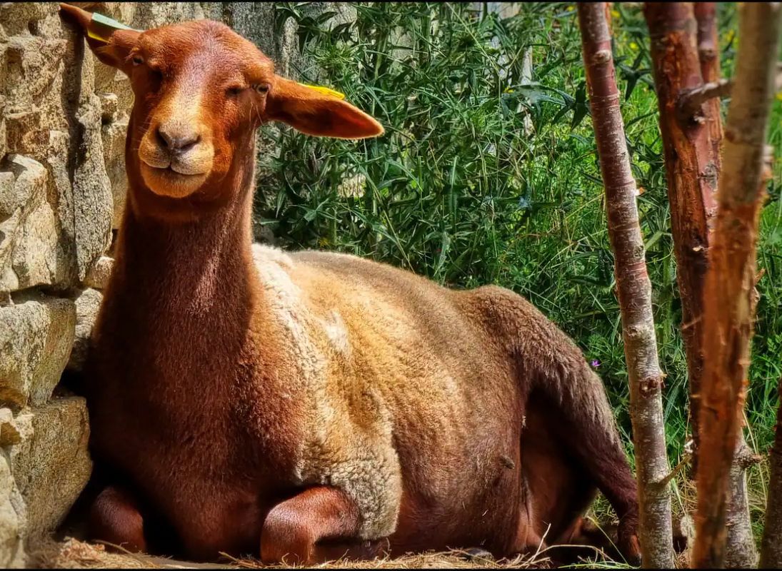 Maisonnette à la ferme, Janailhac - photo 3