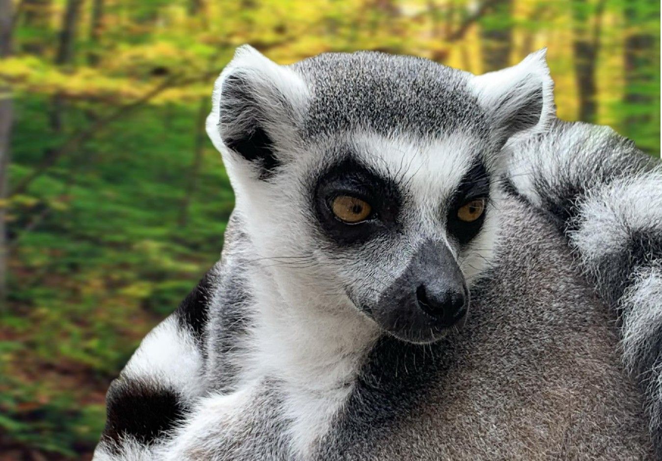 Zoo Refuge de Mescoules/Bergerac