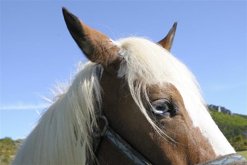 Monsieur Eric BONNEMAZOU - Accompagnateur Equestre