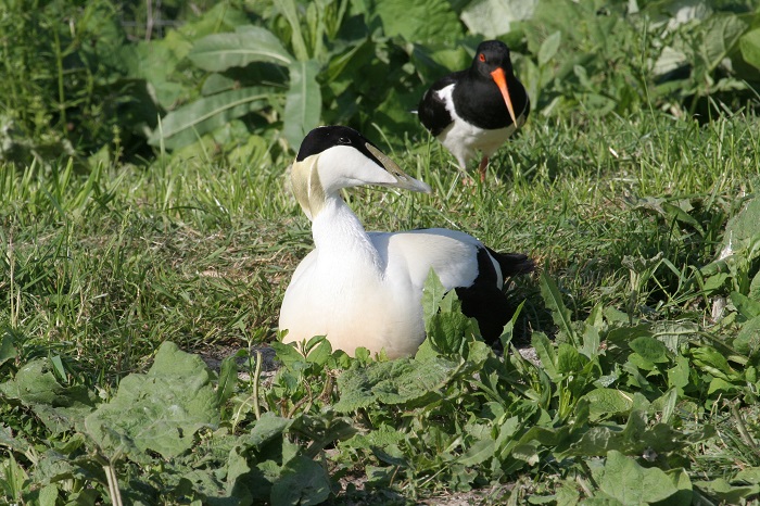 Les Oiseaux du Marais Poitevin, Parc Ornithologique, Saint-Hilaire-la-Palud - photo 5