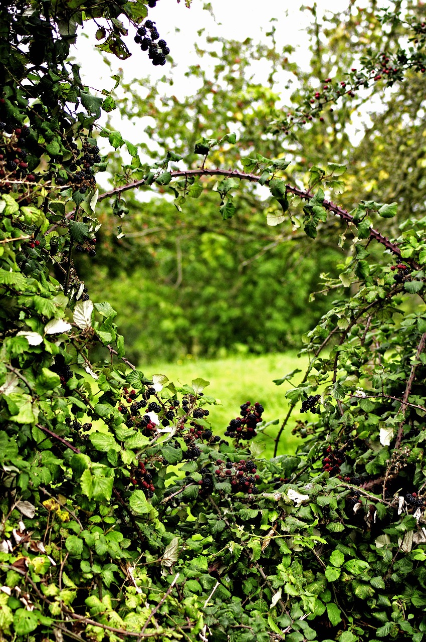 ENS - Marais et coteaux de Hanc