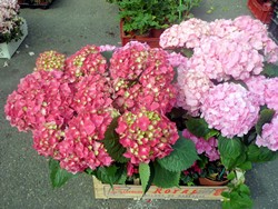 Marché traditionnel du Mercredi - photo 3
