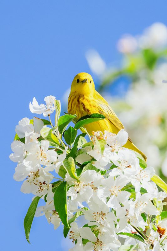 Fête du printemps : les petits exploarteurs de la nature