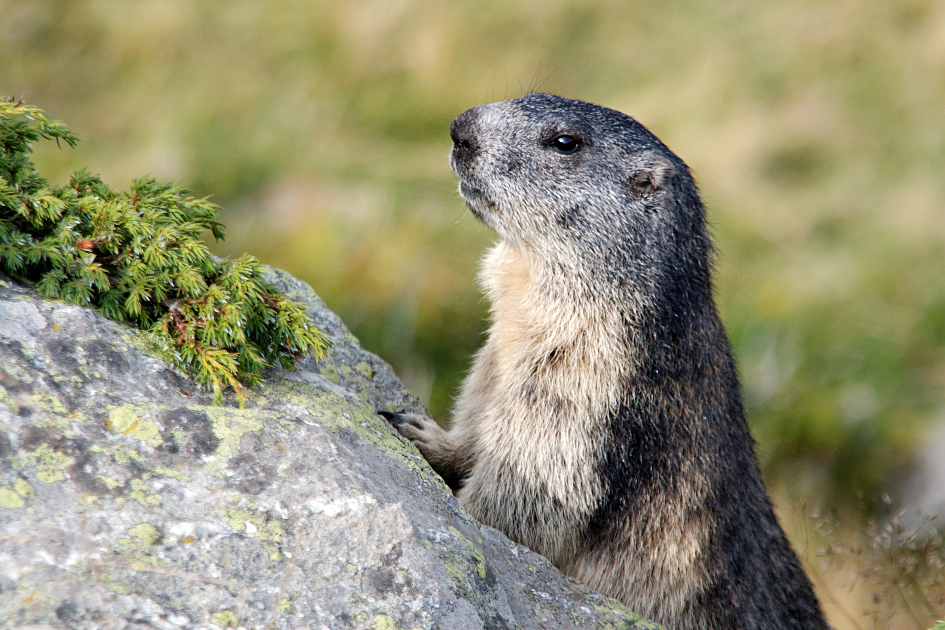 La Pelouse aux Marmottes - photo 2