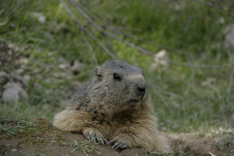 Parc'Ours