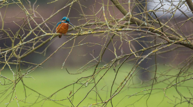La Berlière - Gîte nature, Saint-Pardoux-Soutiers - photo 10