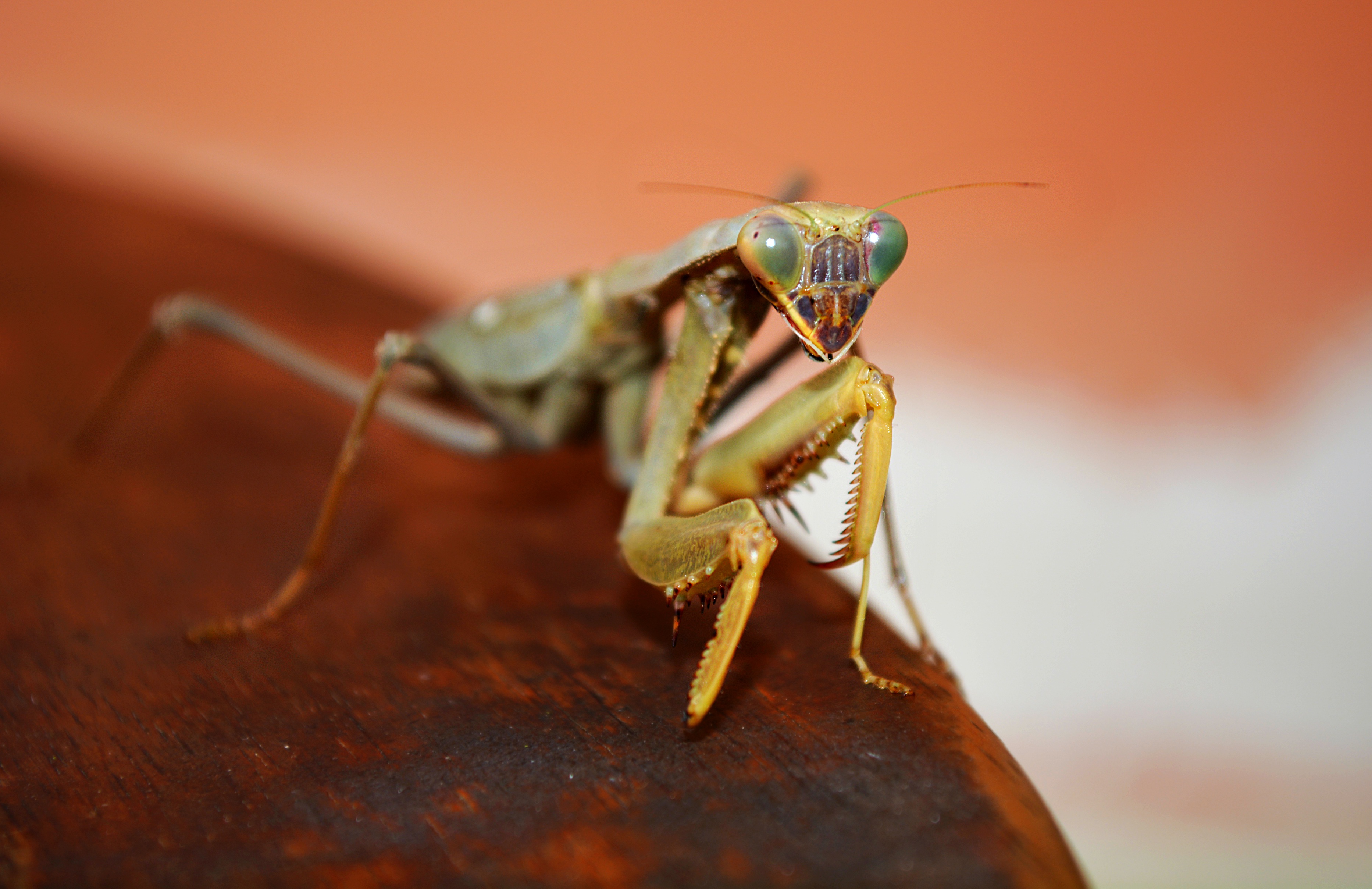 Atelier à la découverte des insectes (dès 5 ans) — visuel événement