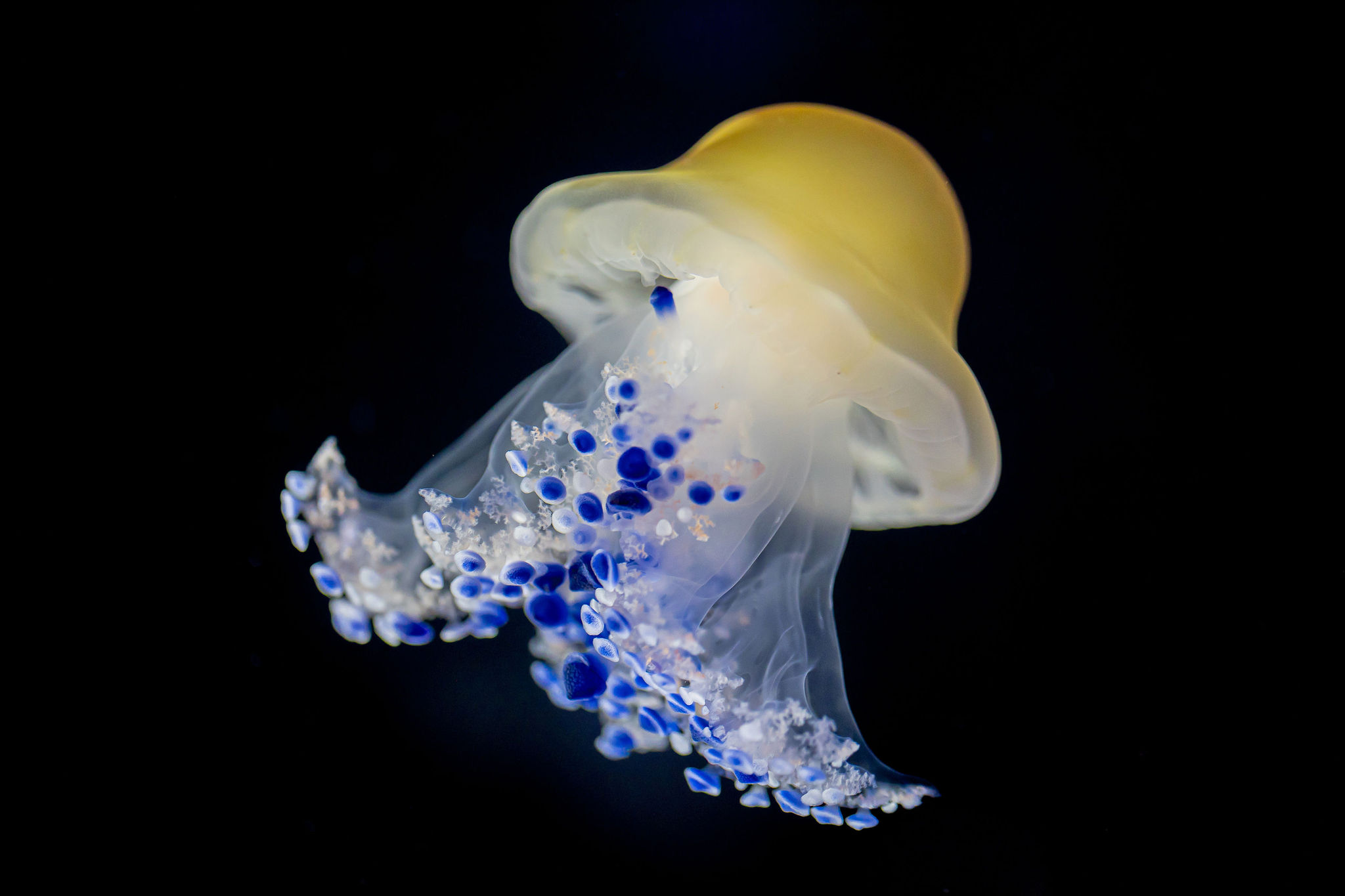 Aquarium de Biarritz — photo 3