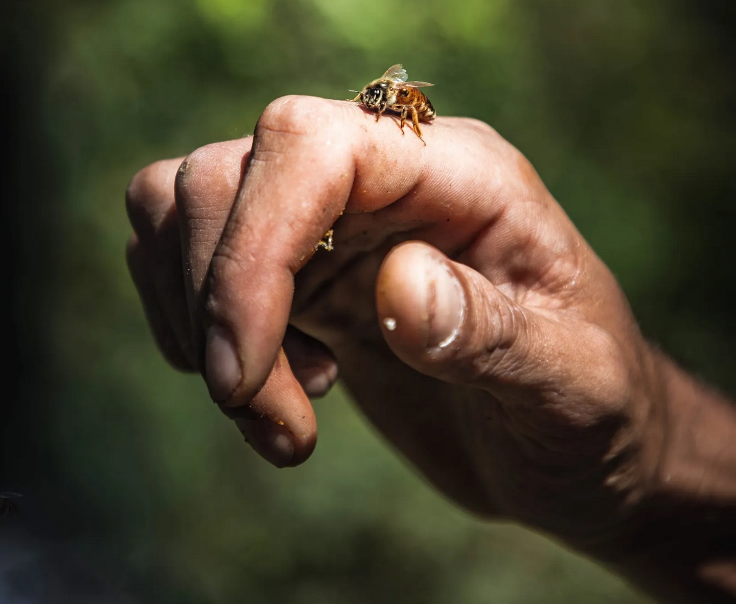 EARL Miellerie Damine