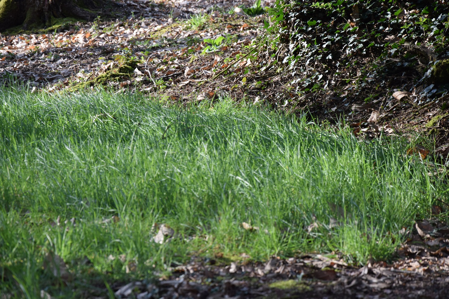 Boucle des Genets et des Pervenches, Mialet