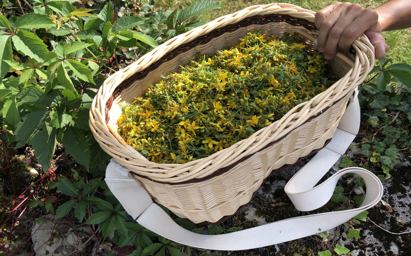 Visite de la Ferme Kimuak : entre plantes sauvages, culture bio et théiers