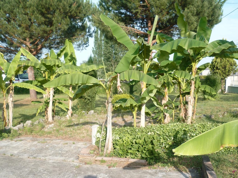 Gîte Les Bananiers, Miramont-de-Guyenne - photo 19