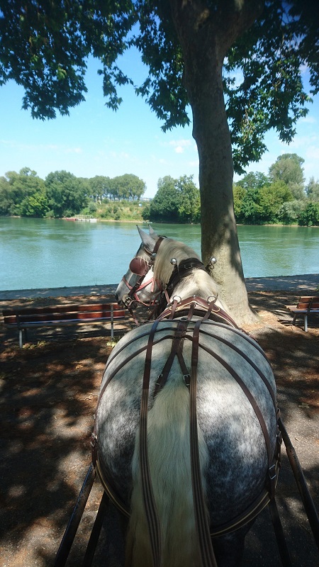 Les Calèches d'Annika - photo 2